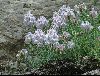 <em>Linaria verticillata ssp. anticaria</em>
